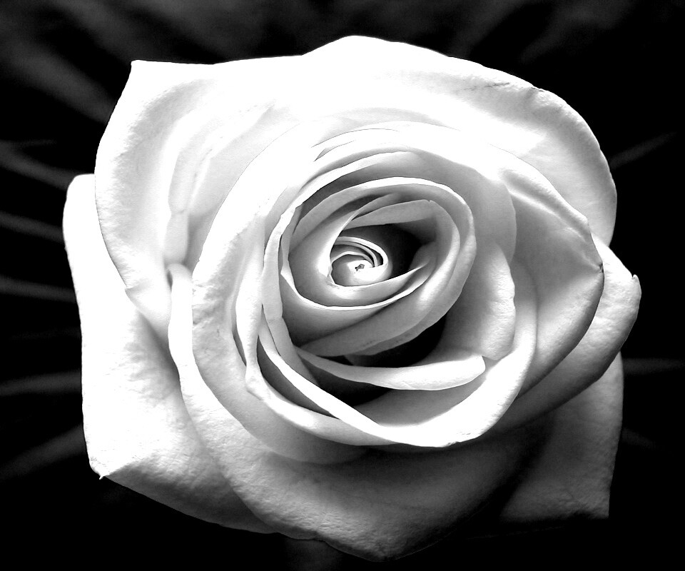 Белая роза обои