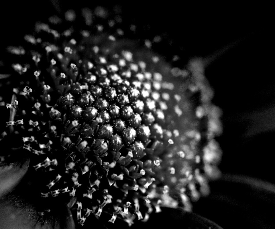 Цветок обои