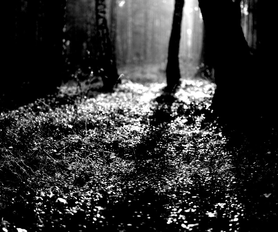 Лесная земля обои