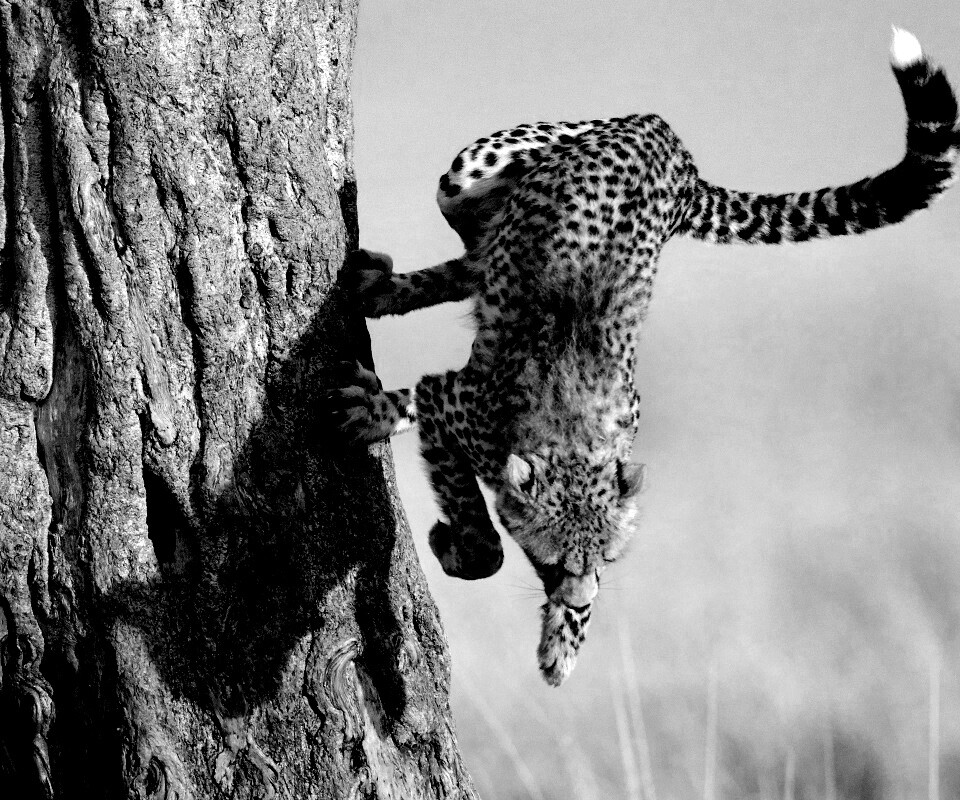 Скалолаз обои