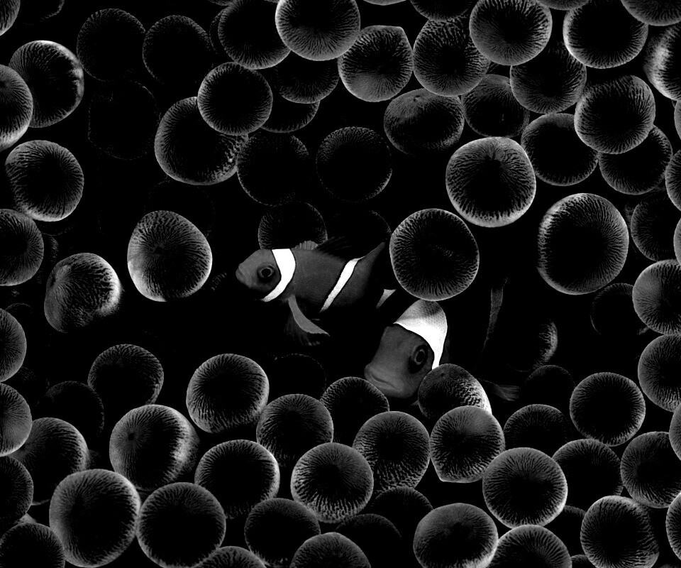 Рыбка клоун стандартные обои iPhone обои