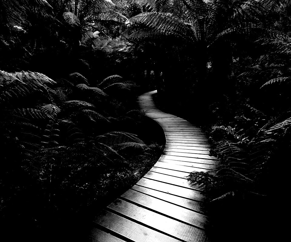 Дорожка в зарослях обои