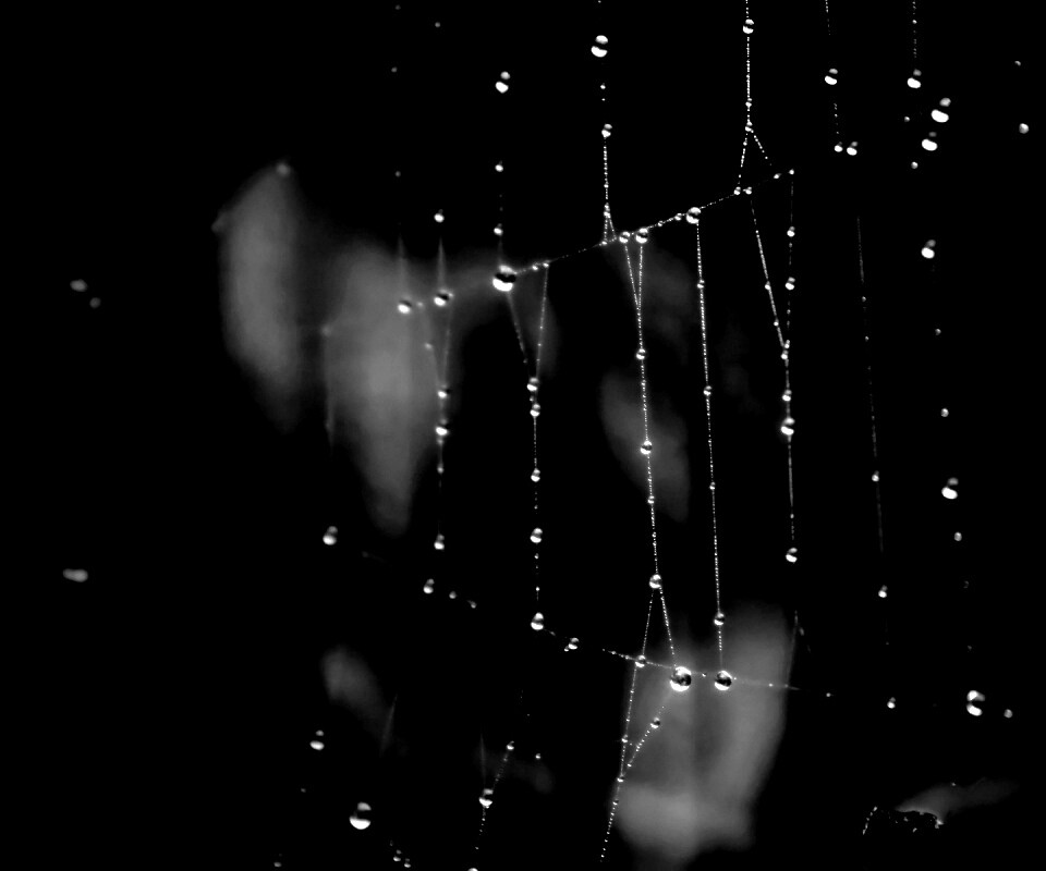 Роса на паутине обои