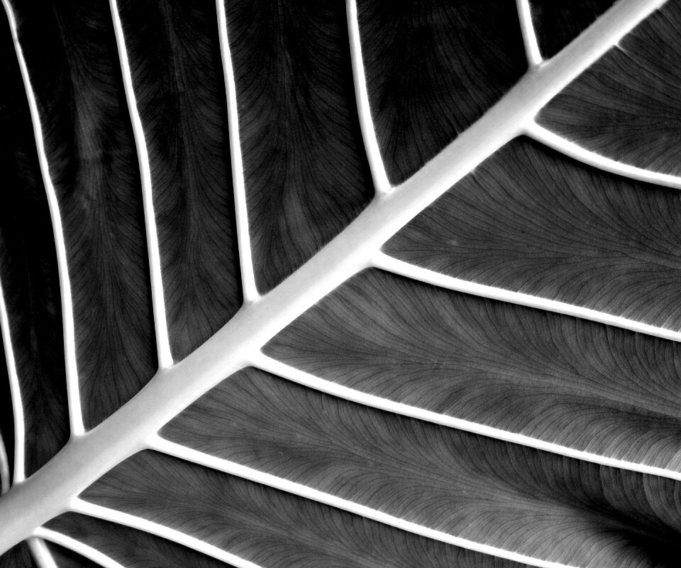 Пальмовый лист обои