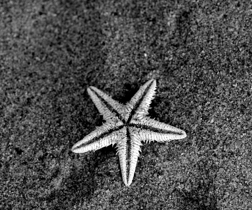 Морская звезда на песке обои
