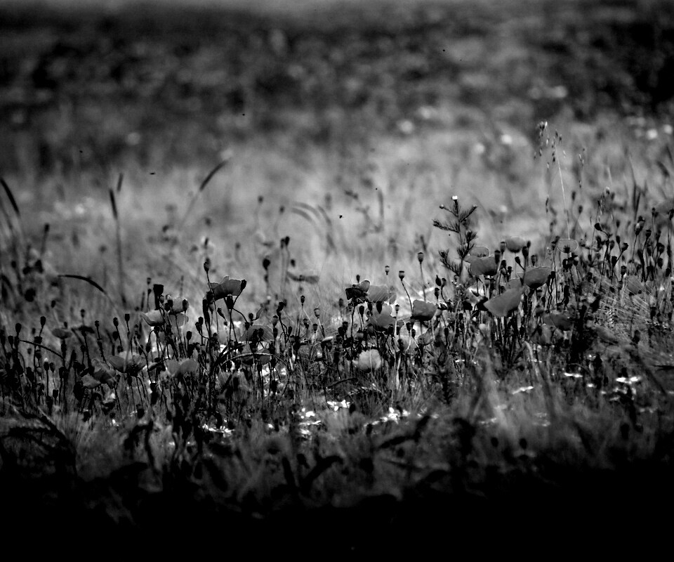 Маковое поле обои