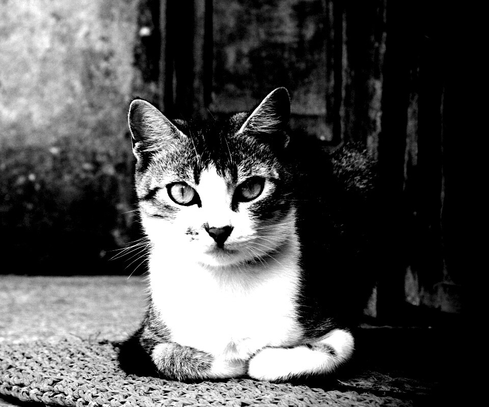 Кошечка на подстилке обои