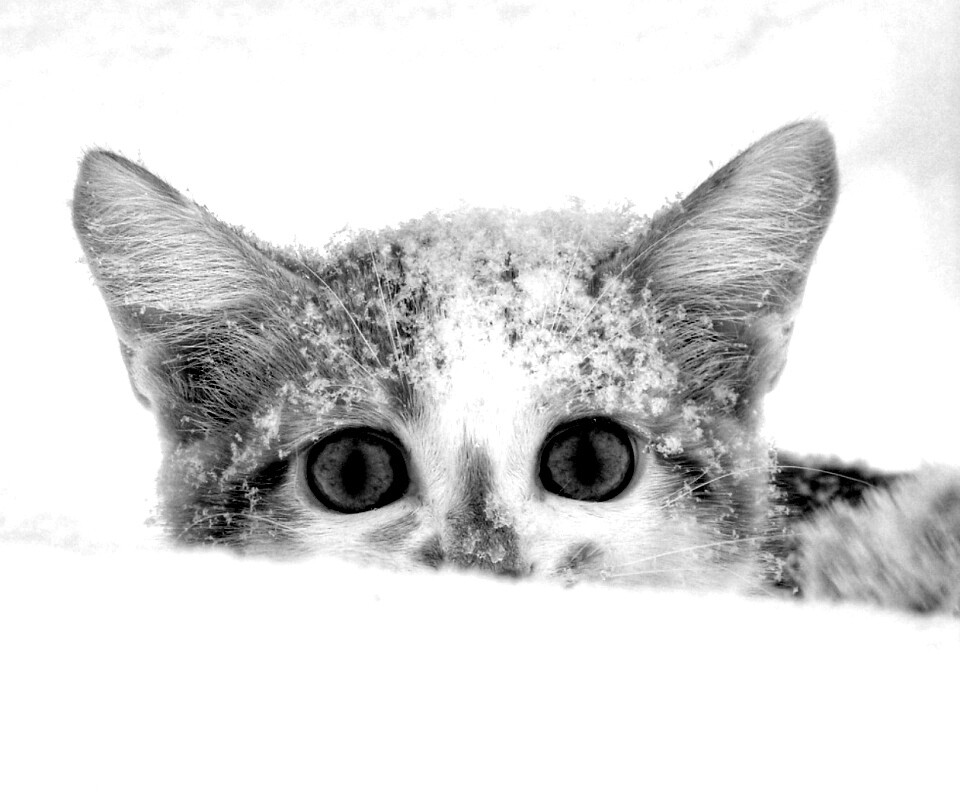 Рыжий котёнок в снегу обои