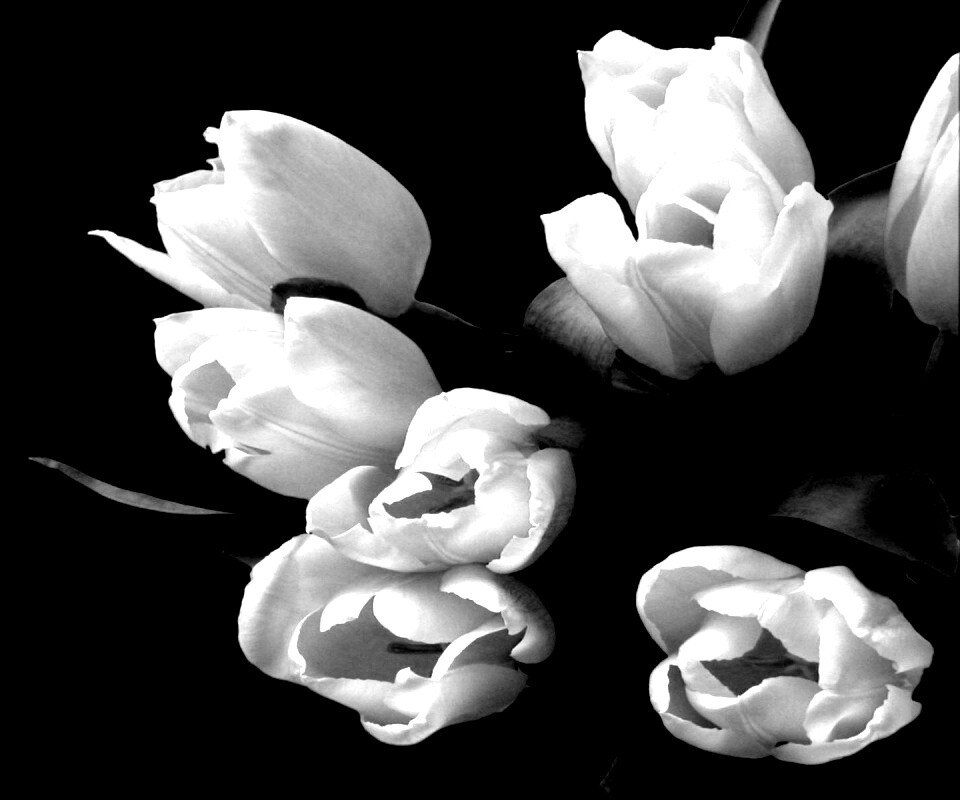 Розовый букет обои