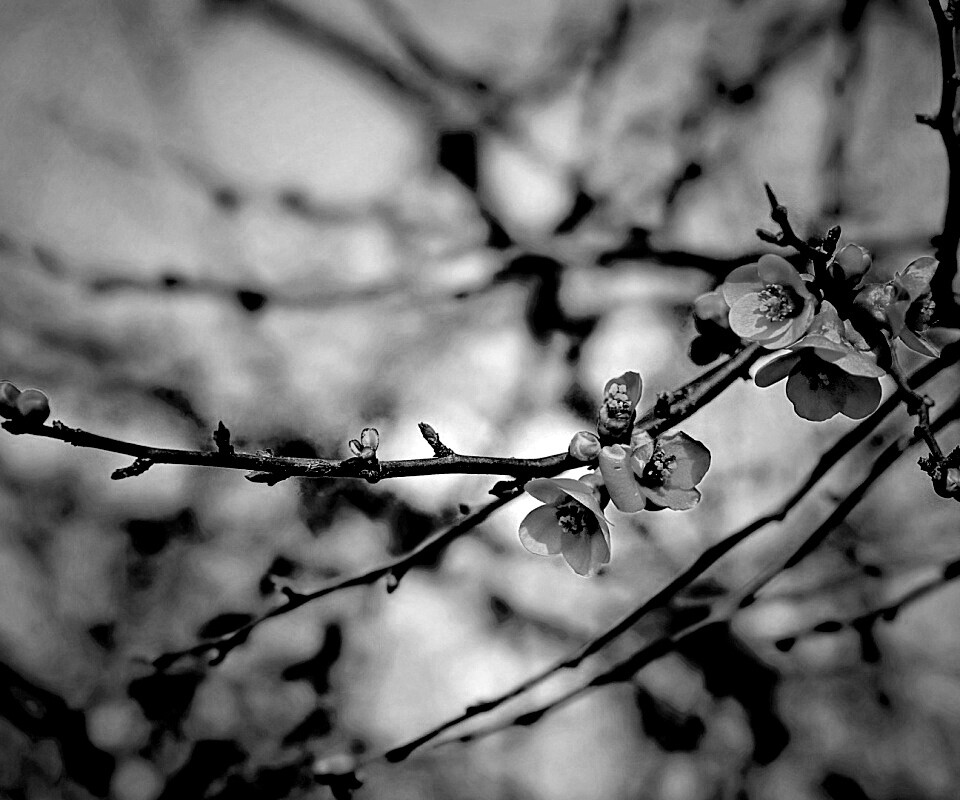 Весеннее цветение обои