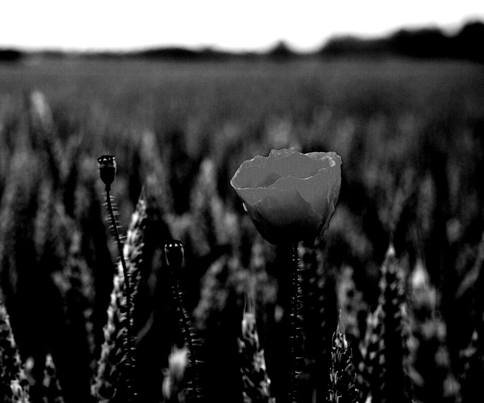 Первый распустившийся мак обои