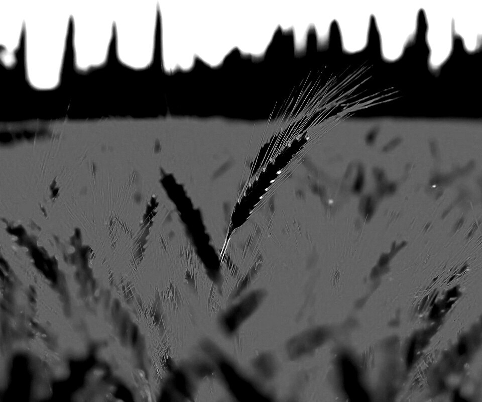 Пшеничное поле обои