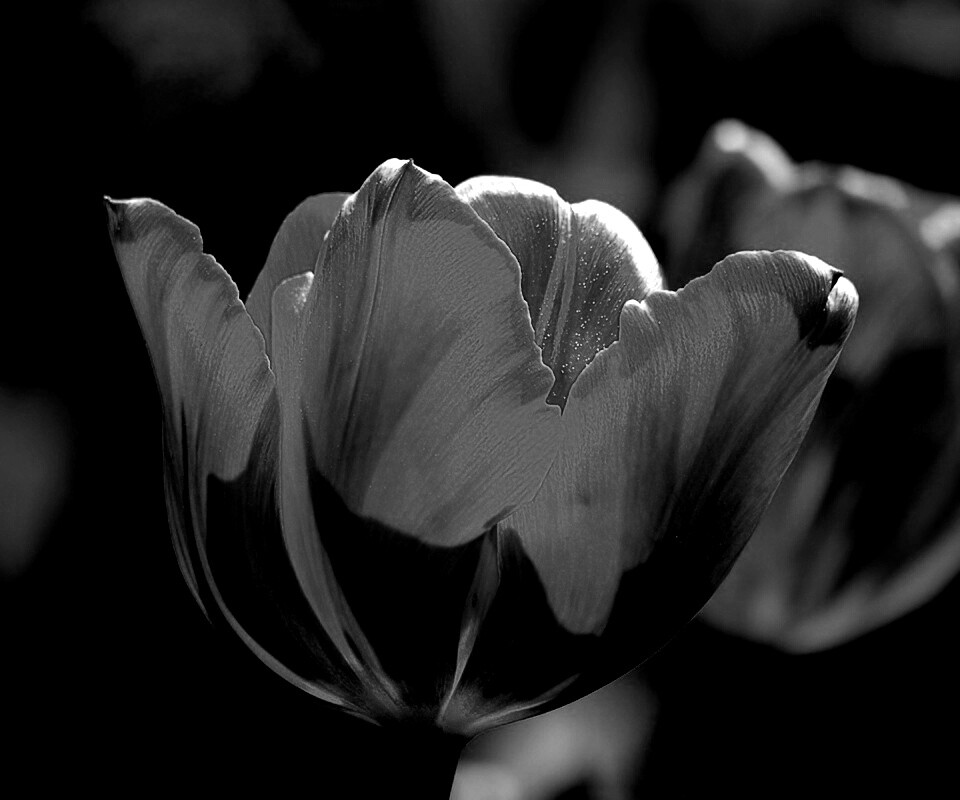 Красно-желтый тюльпан обои