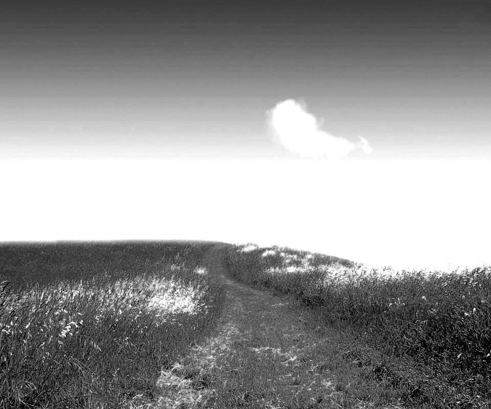 Золоте поле обои