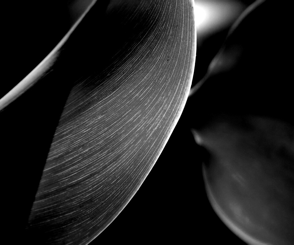 Лист на просвет обои