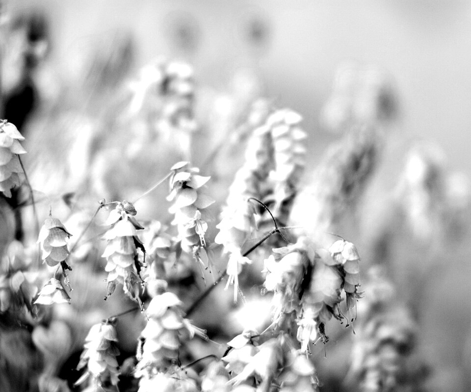 Висящие цветочки обои