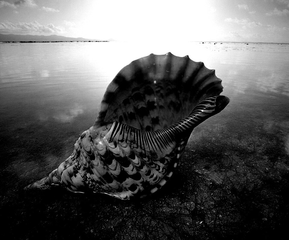 Морская раковина обои