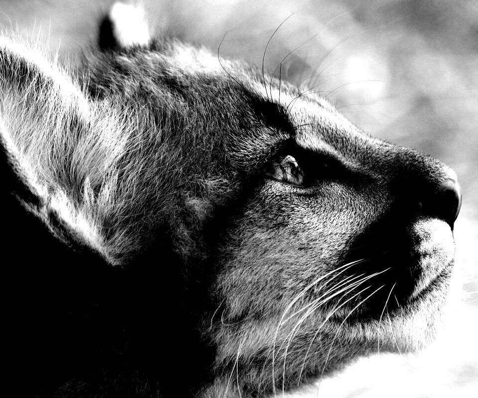 Оцелот смотрит вдаль обои