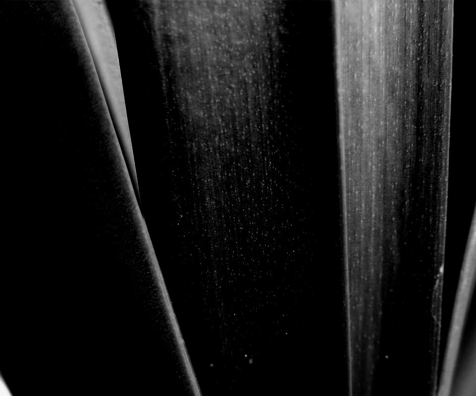 Сочная травинка обои