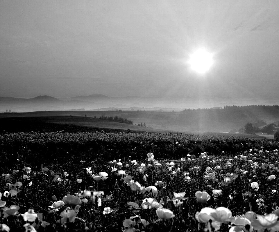 Цветущие поля обои