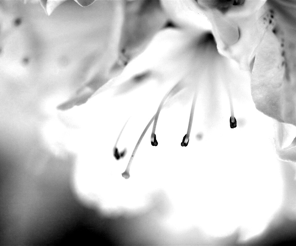 Цветок орхидеи обои