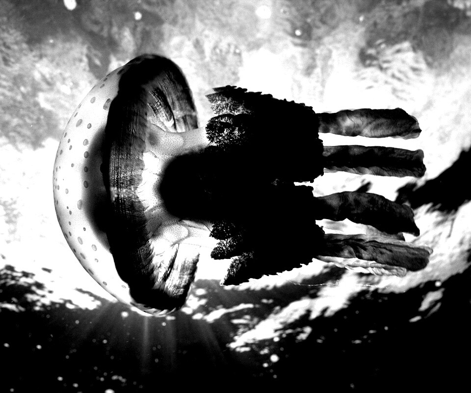 Коричневая медуза обои