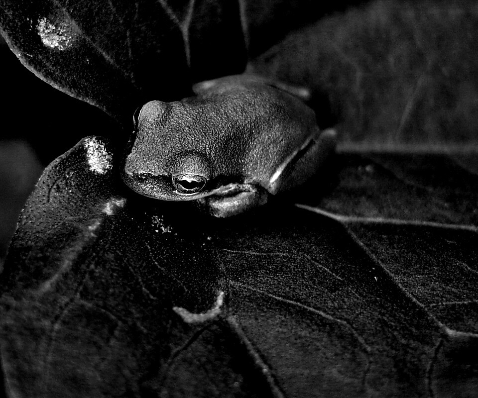 Лягушка на листике обои