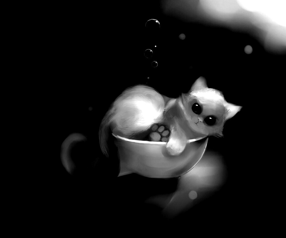 Котёнок в миске обои