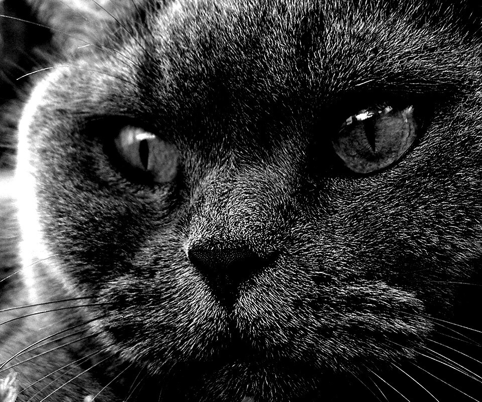 Кот с оранжевыми глазами обои