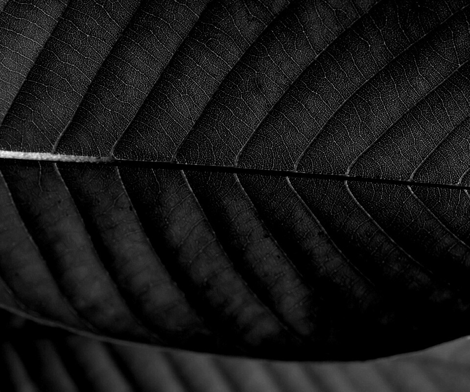 Листик обои