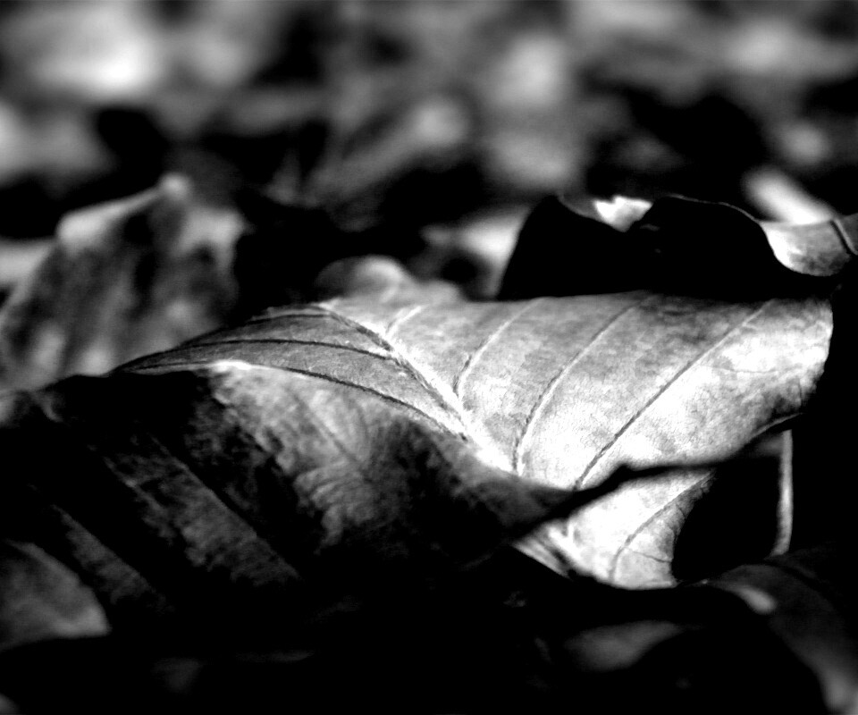 Мертвые листья обои