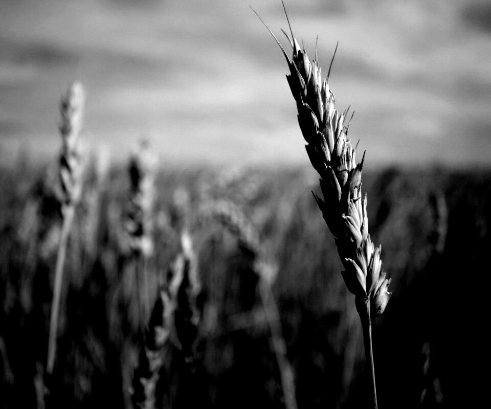 Колосок обои