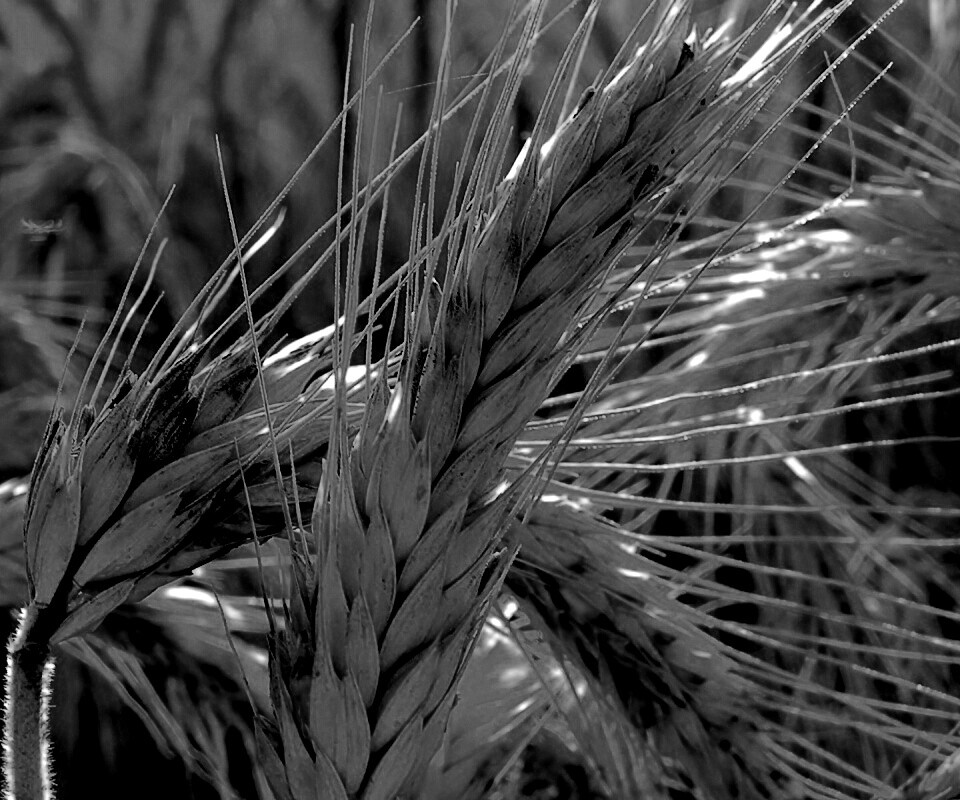 Зреющий колос обои