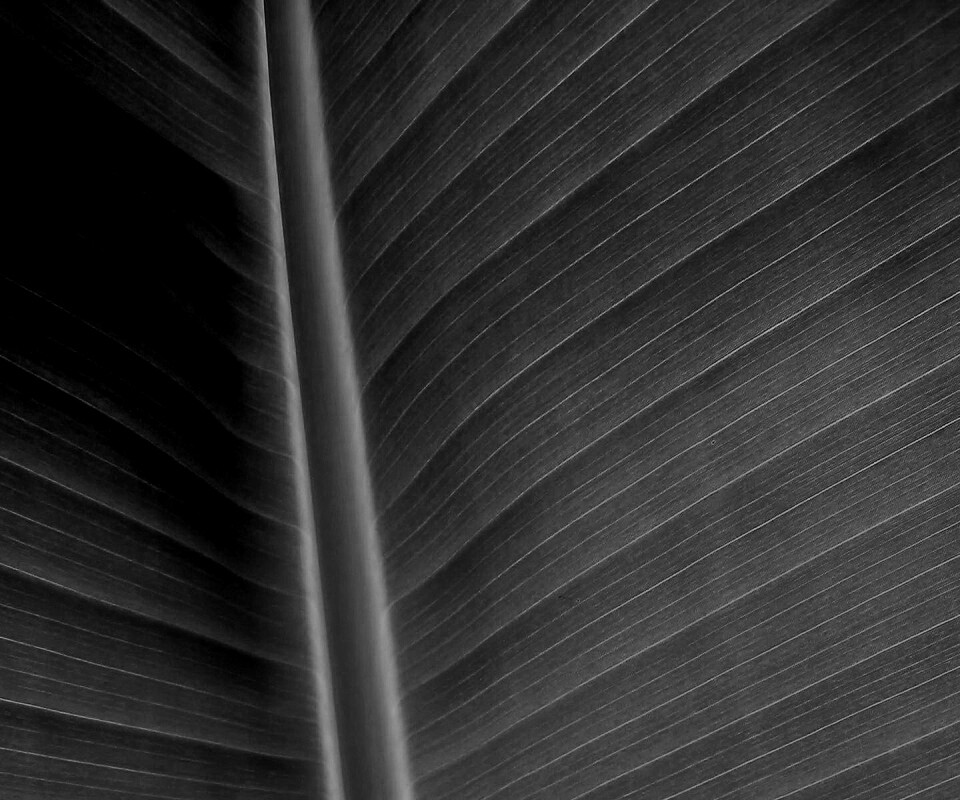 Желтый черенок листа обои