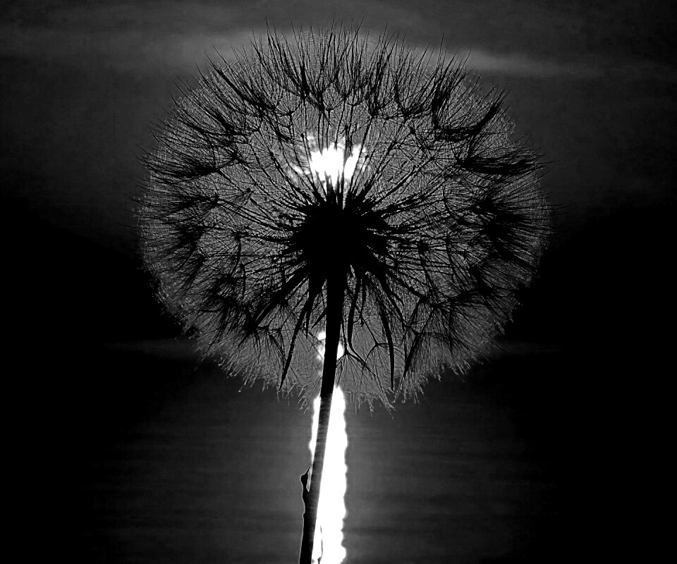 Одуванчик на закател обои