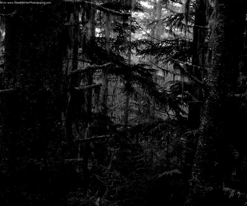 Темная чаща обои