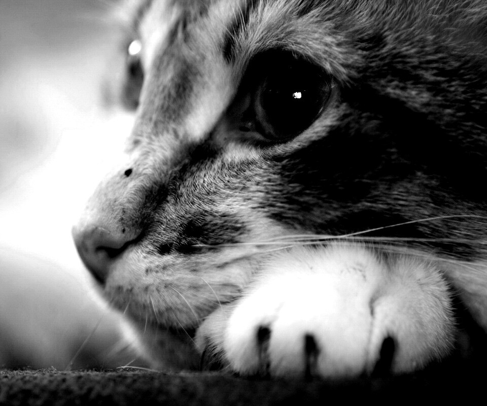 Мордочка на лапаках обои