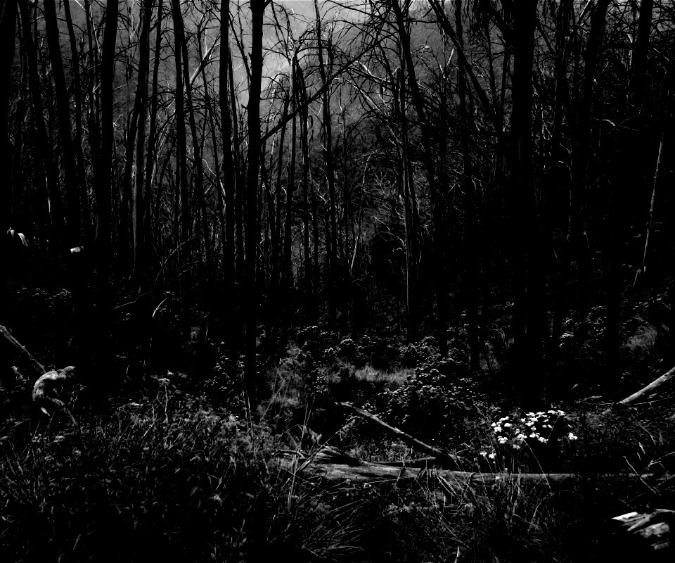 Мрачная чаща обои