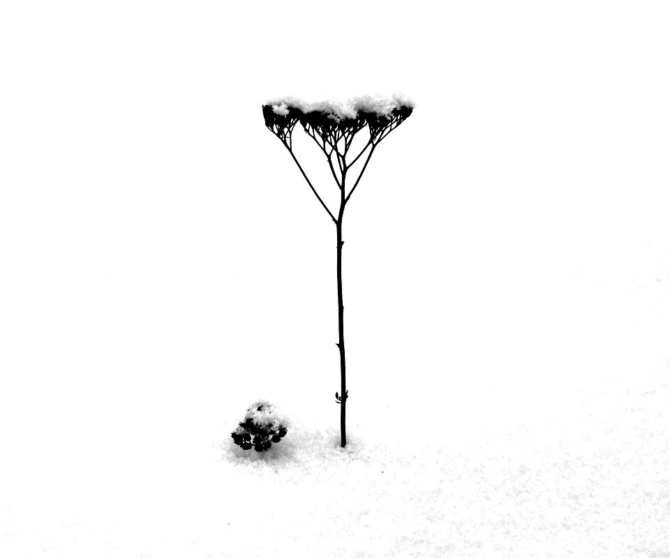 Заснеженная травинка обои