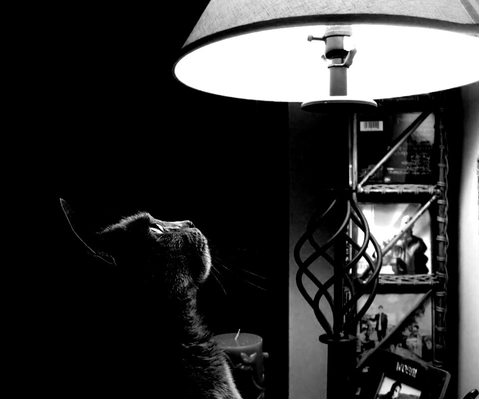 Кот смотрит под торшер обои