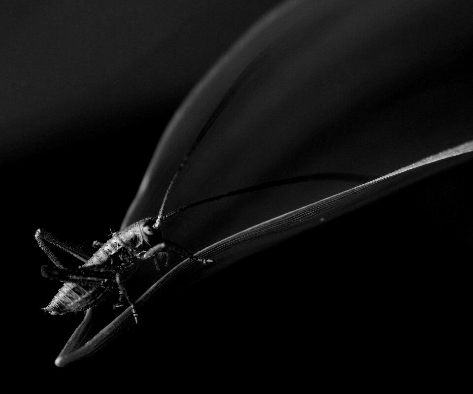 Кузнечик на листике обои