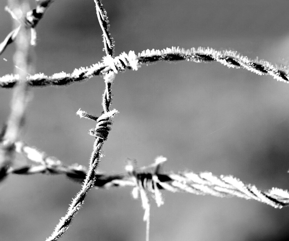 Замерзшая колючая проволока обои