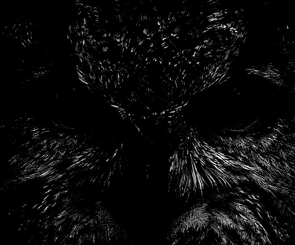 Красноглазая сова обои