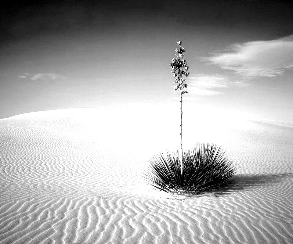 Растение среди пустыни обои