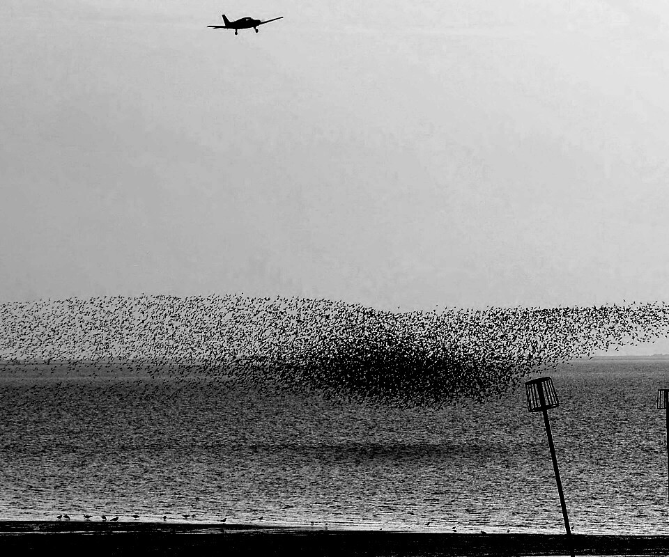 Взлетающая стая птиц обои