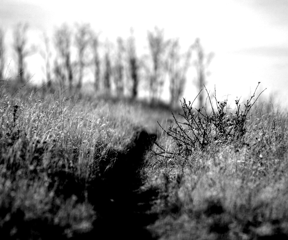 Тропинка в поле обои