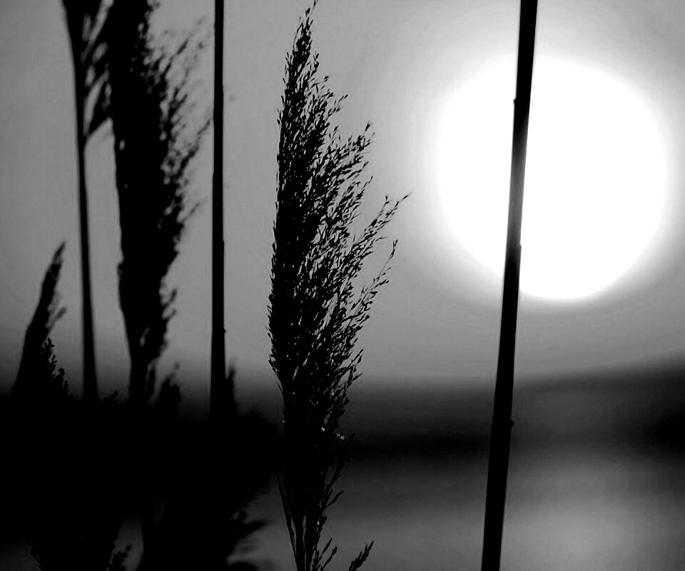 Травинка на закате обои