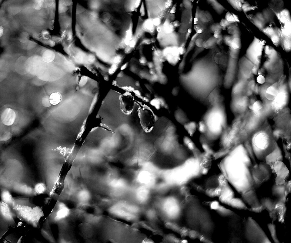 Замерзшие ягоды обои