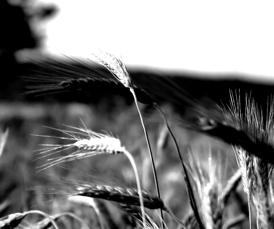 Колоски на ветру обои