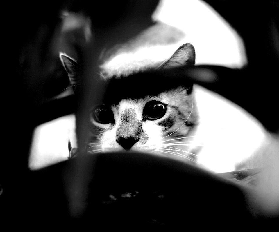 Кот в засаде обои